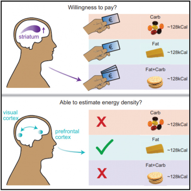 Cell子刊：為啥垃圾食品這麼誘人？