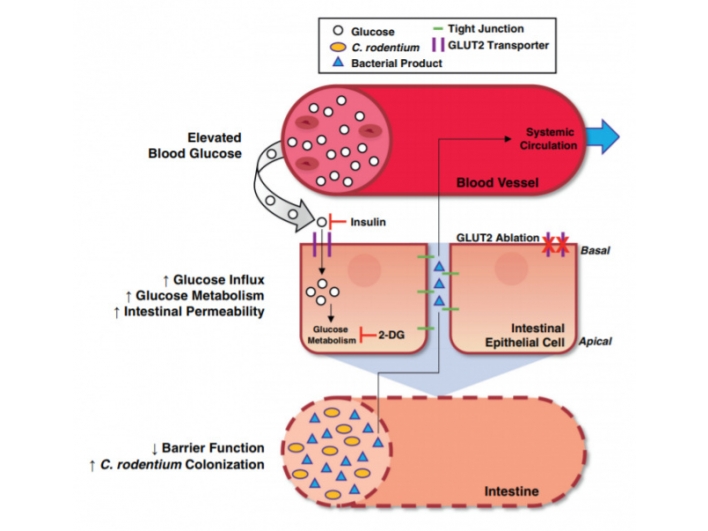 Cell子刊：高血糖增加腸壁通透性