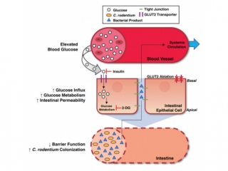 Cell子刊：高血糖增加腸壁通透性
